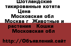 Шотландские тикированные котята › Цена ­ 15 000 - Московская обл., Москва г. Животные и растения » Кошки   . Московская обл.